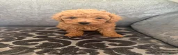 Maltipoo dogs for sale: Health tested Maltipoos - Advert 18