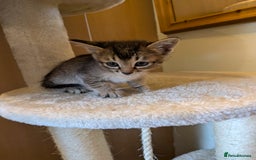 Burmese cats for sale: Burmese cross kittens - Image 6