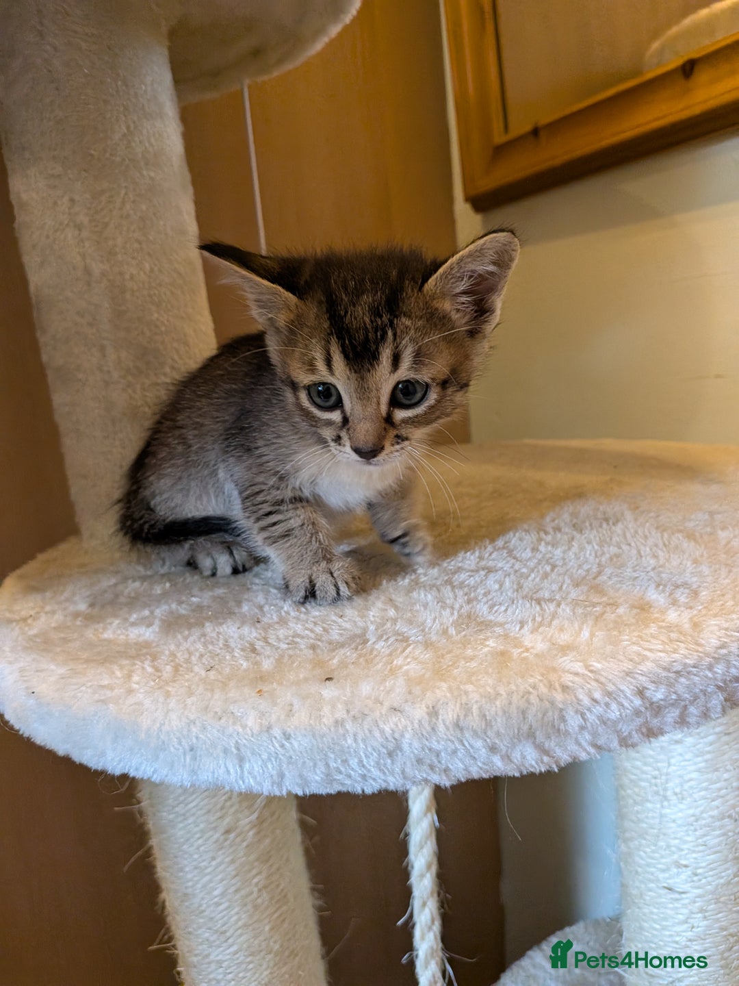 Burmese cats for sale: Burmese cross kittens - Image 6