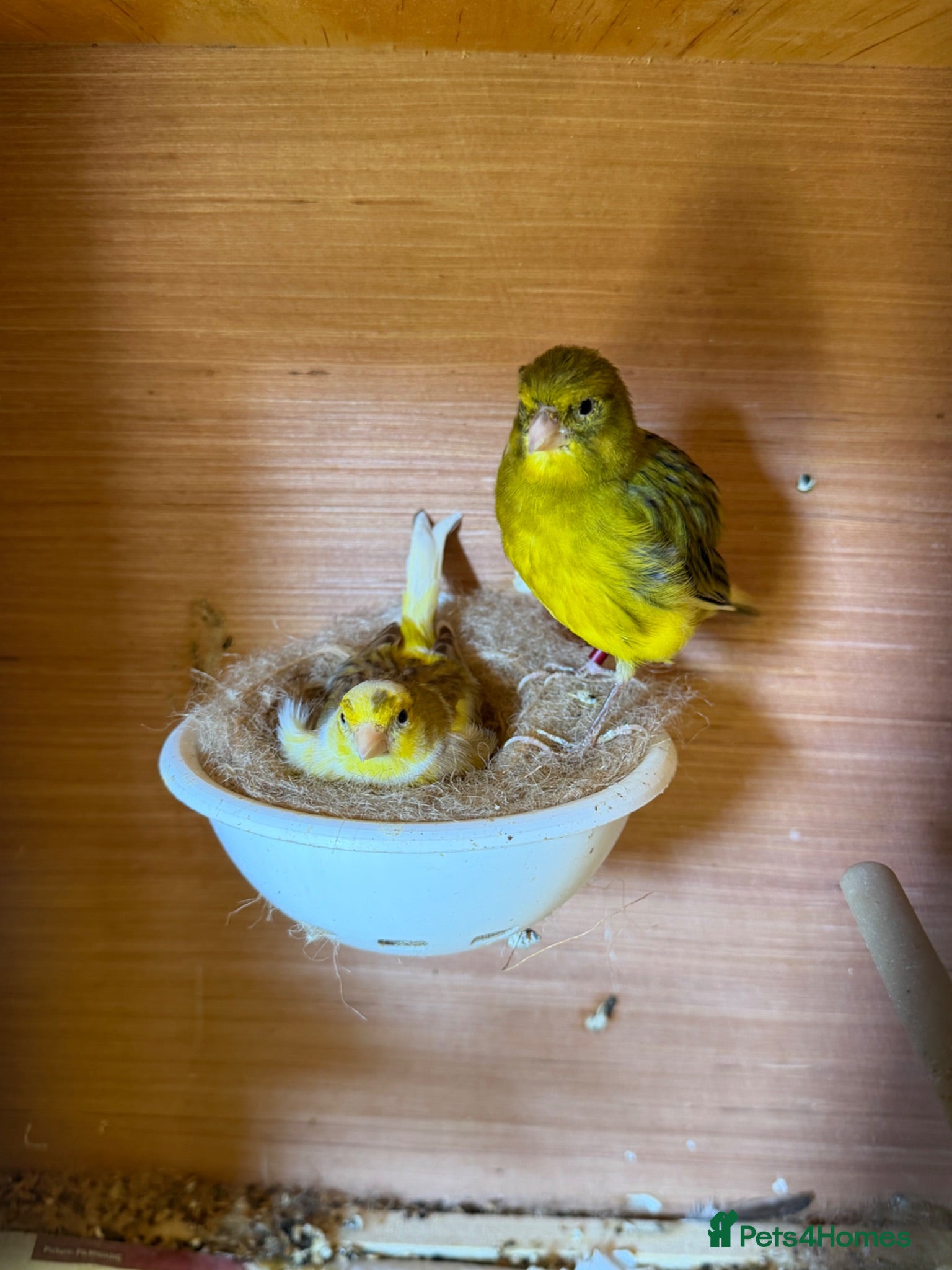 Canaries birds Canarie & budgies with breeding cages   - Advert 1