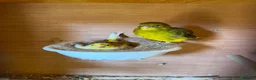 Canaries birds for sale: Canarie & budgies with breeding cages   - Advert 1
