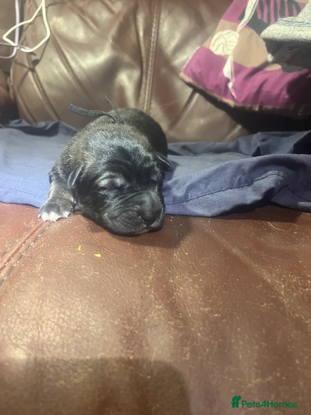 Mixed Breed dogs for sale: Shollies puppies - Advert 13