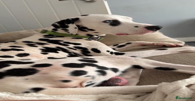 Dalmatian dogs - Advert 3