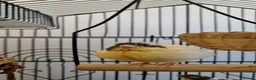 Canaries birds for sale:  Baby Canary for SALE - 1 more on the way. - Advert 7