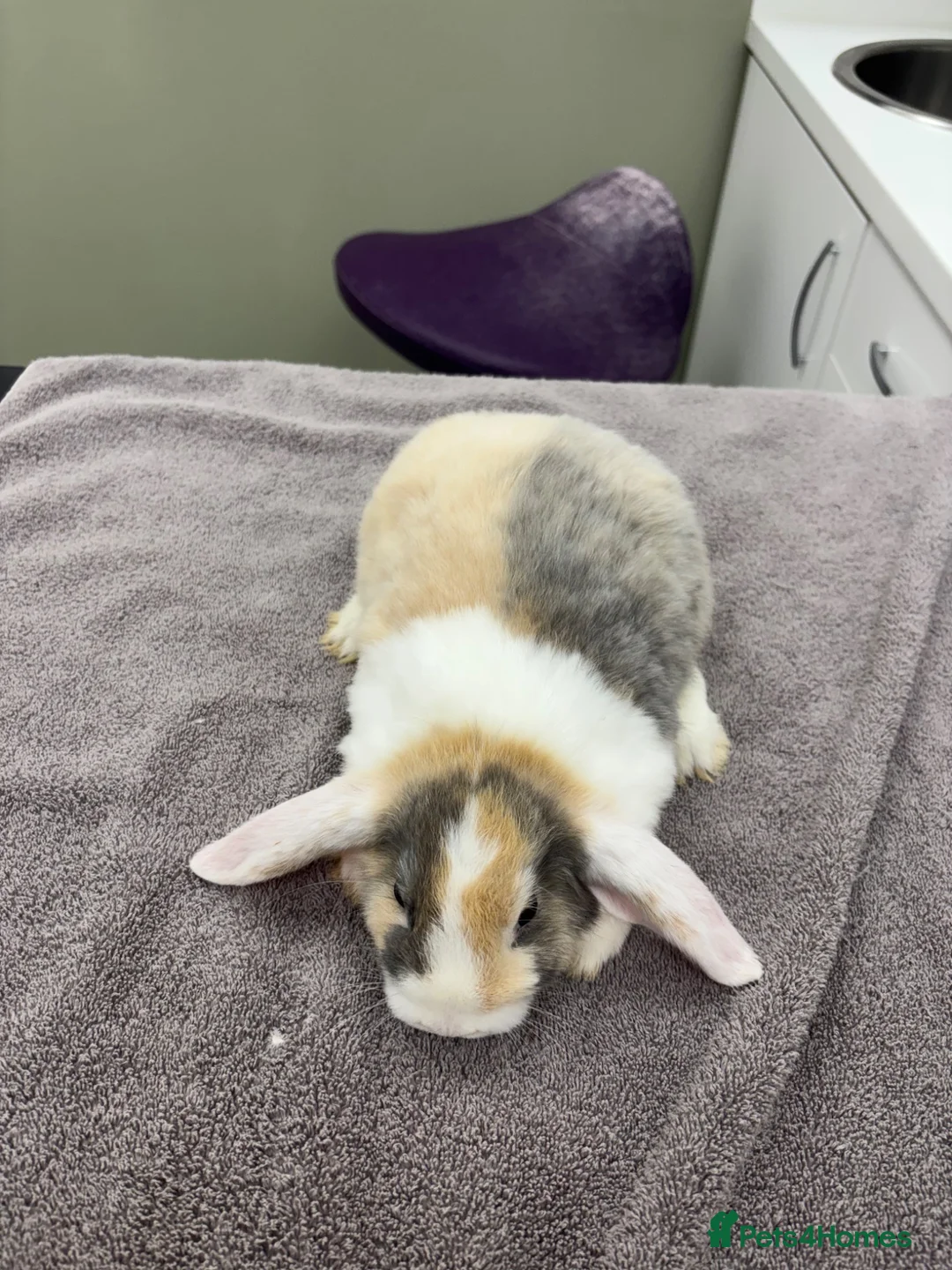 Mini Lop rabbits for sale: 2 neutered and vaccinated rabbits🤍 - Advert 1