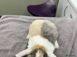 Mini Lop rabbits 2 neutered and vaccinated rabbits🤍 - Advert 1