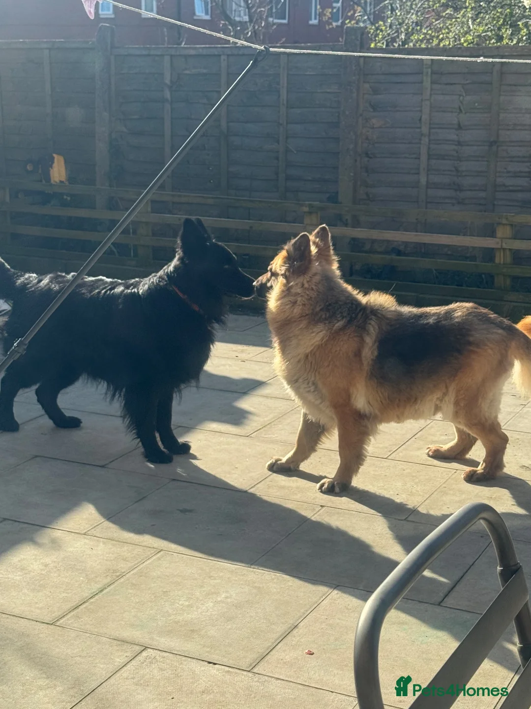 German Shepherd dogs for sale: Top Quality German Shephard Puppies - Advert 9