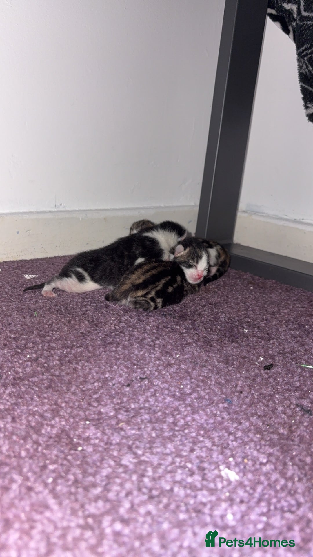 Mixed Breed cats for sale: Tabby kittens  - Image 7