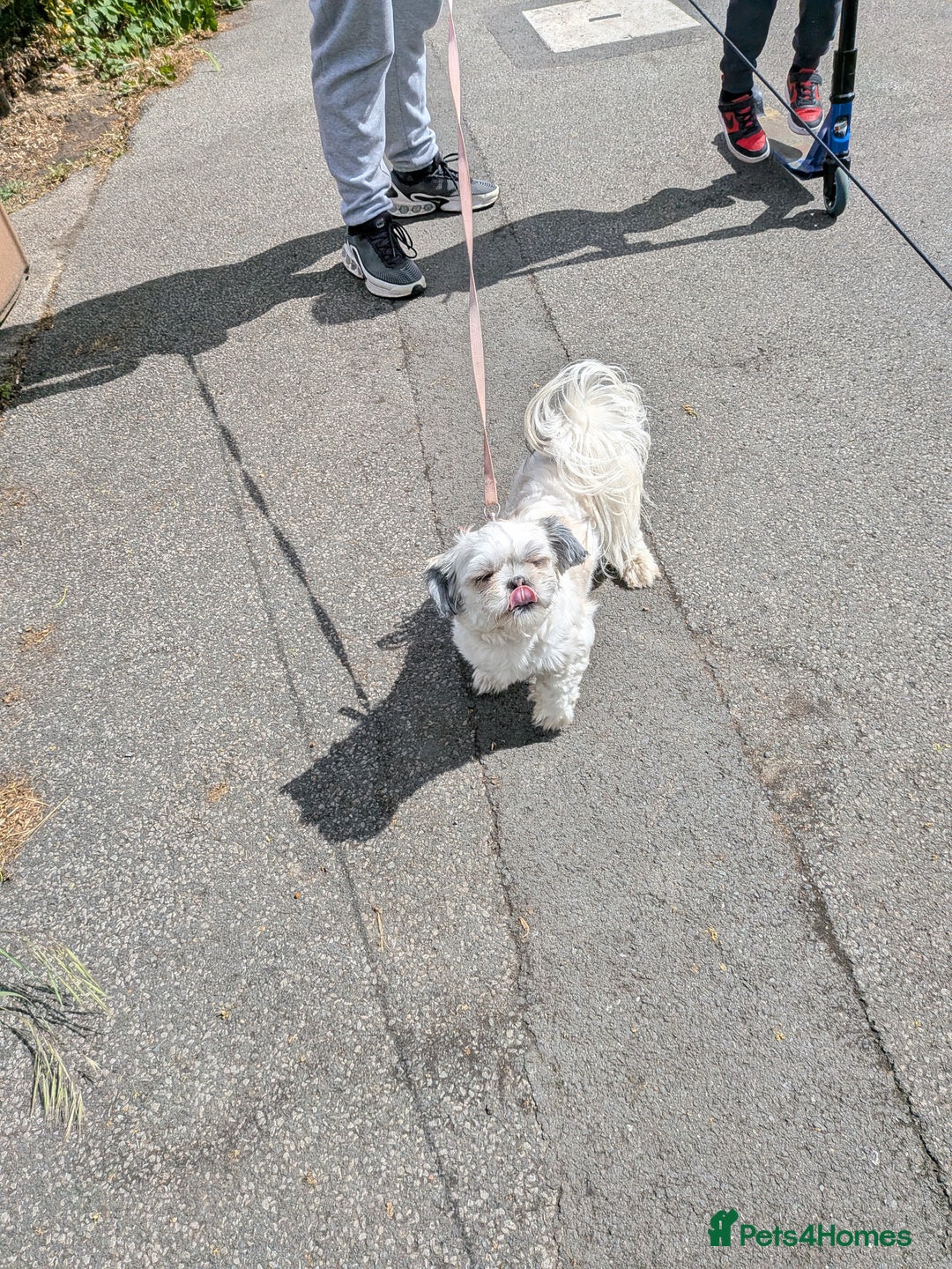 Lhasa Apso dogs for sale: 4 gorgeous Lhasa apso puppies  - Image 8