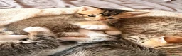 Bengal cats for sale: Bengal x Tabby kittens in Weymouth - Advert 4