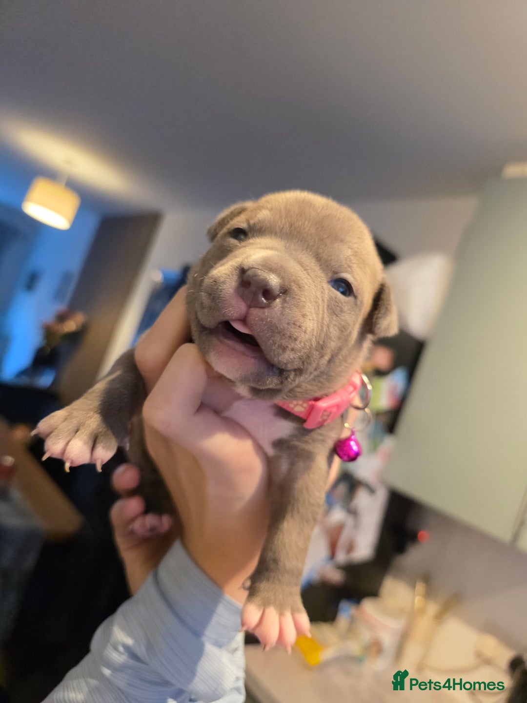 Staffordshire Bull Terrier dogs for sale: BLUE STAFFORDSHIRE BULL TERRIORS - Advert 3