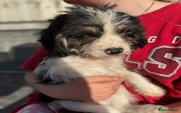 Mixed Breed dogs for sale: Beagle Cross puppies  - Image 14