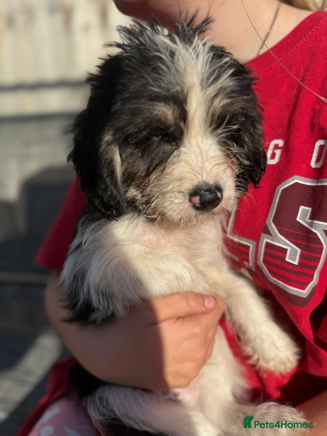 Mixed Breed dogs for sale: Beagle Cross puppies  - Image 14