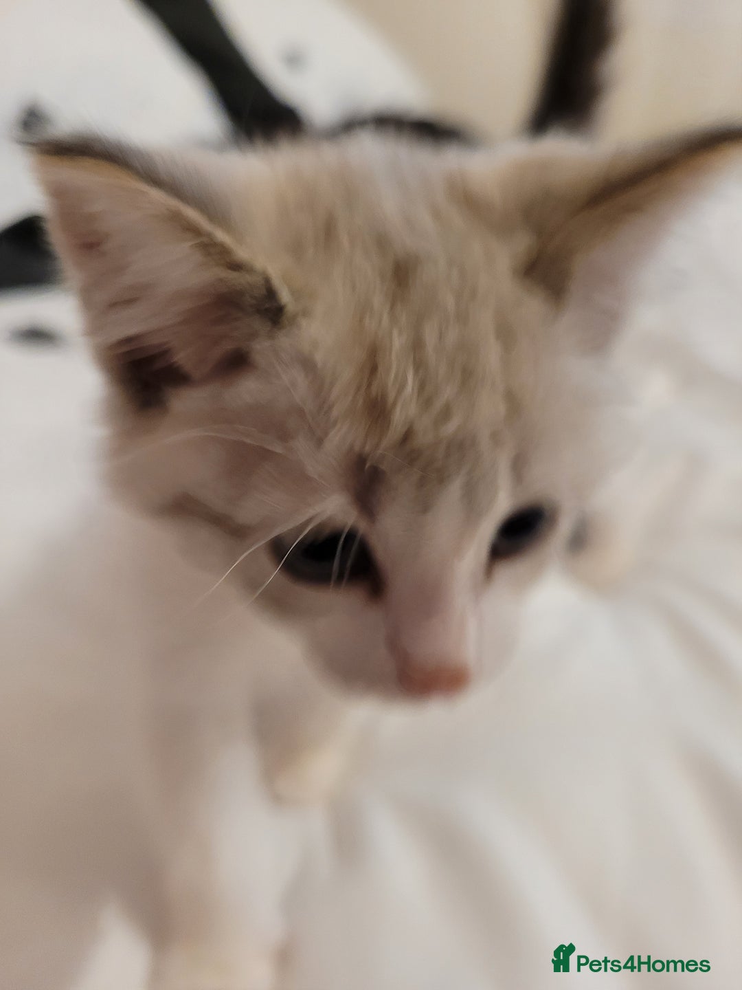 Mixed Breed cats for sale: Kittens - Advert 2