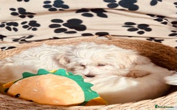 Maltipoo dogs for sale: F1 Toy Maltipoo puppys   - Image 21