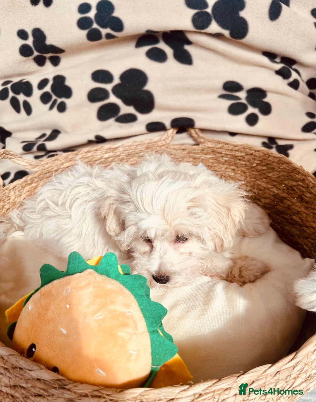 Maltipoo dogs for sale: F1 Toy Maltipoo puppys   - Image 21