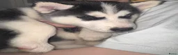Siberian Husky dogs for sale: 2 husky pups for sale  - Advert 14