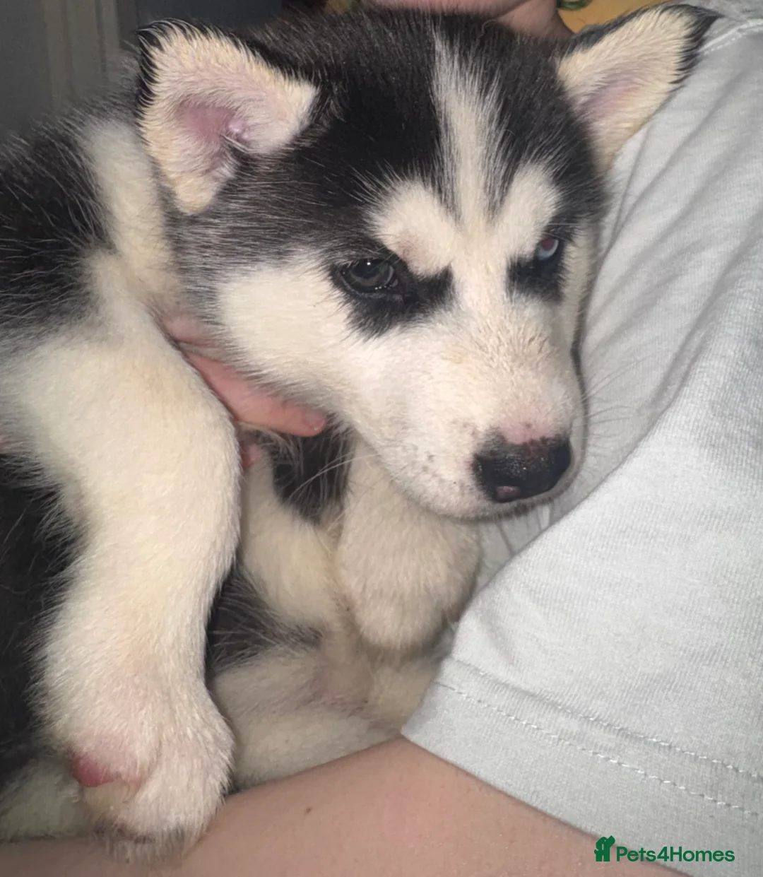 Siberian Husky dogs for sale: 2 husky pups for sale  - Advert 14