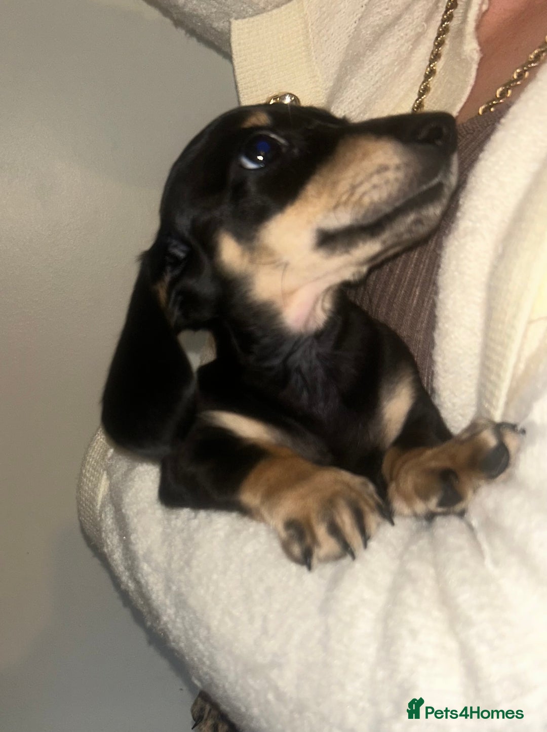 Miniature Dachshund dogs for sale: Miniature dachshund - Advert 8