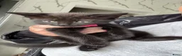 Mixed Breed cats for sale: 4 black kittens with various stripes  in Nottingham - Advert 3
