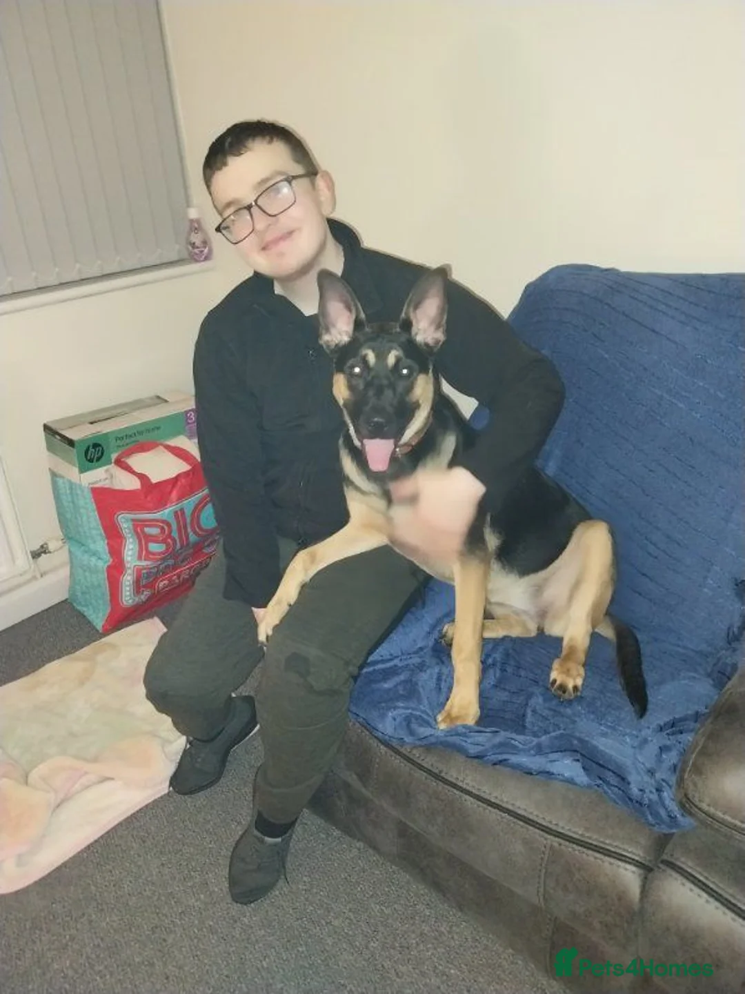 Belgian Shepherd Dog dogs for sale: Missy May - Advert 2