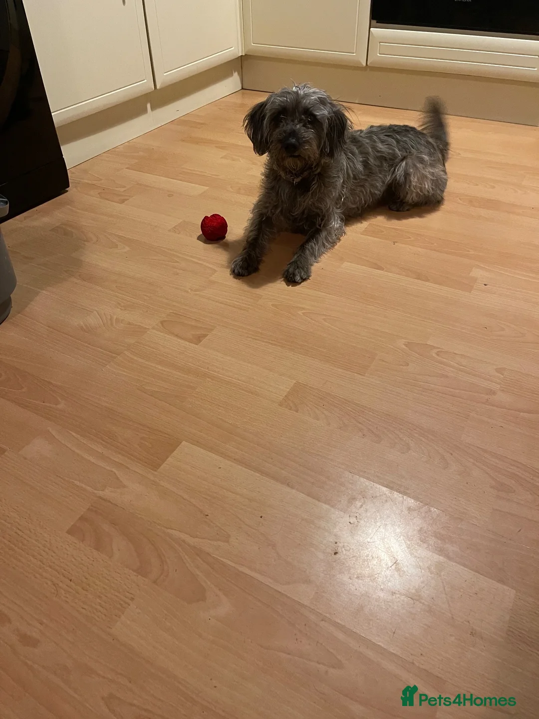 Mixed Breed dogs for sale: Fluffy frenchie doddles  - Advert 1