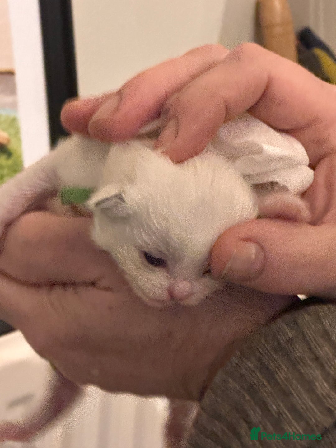 Ragdoll cats for sale: Champion TICA registered Ragdoll Kittens  - Advert 6