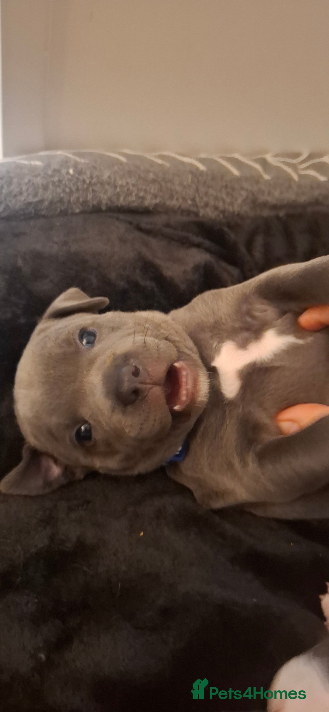 Staffordshire Bull Terrier dogs for sale: Blue Staffordshire bull terrier puppies  - Image 10