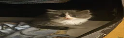 Mixed Breed cats for sale: Fluffy kitten - Advert 3
