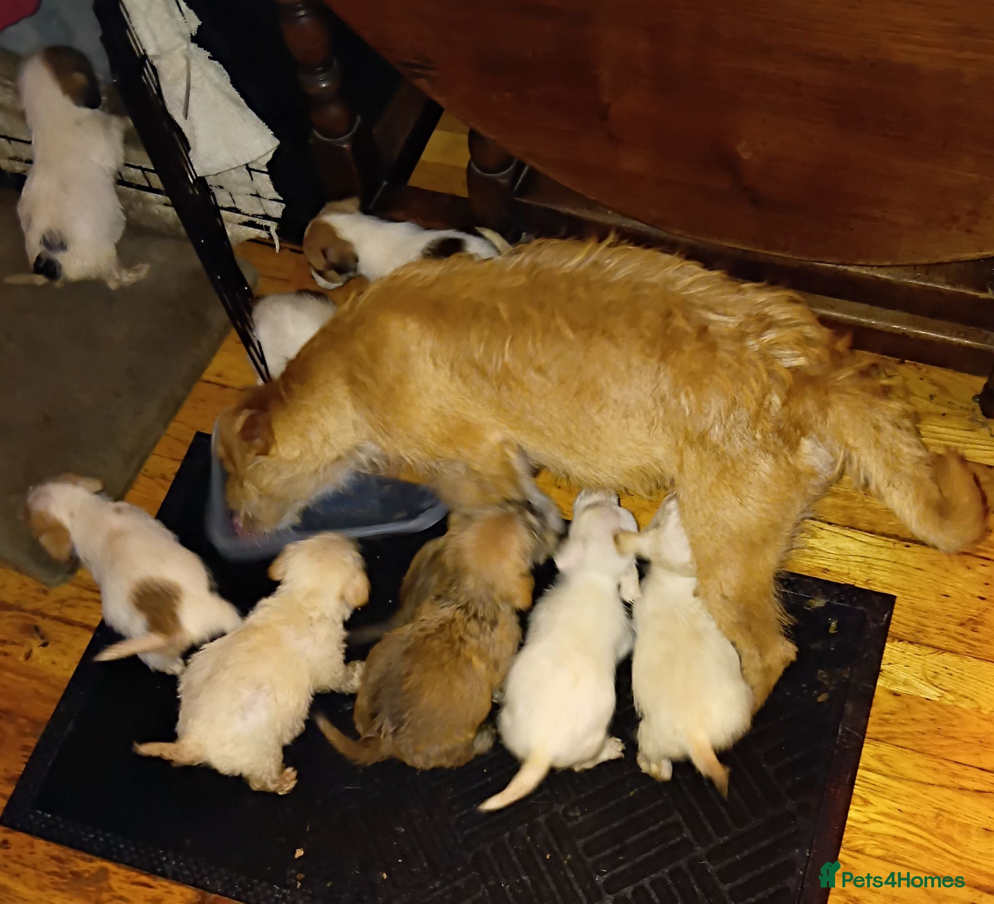 Mixed Breed dogs for sale: Norpats ready for our new homes - Advert 1