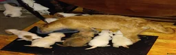 Mixed Breed dogs for sale: Norpats ready for our new homes in Telford - Advert 1