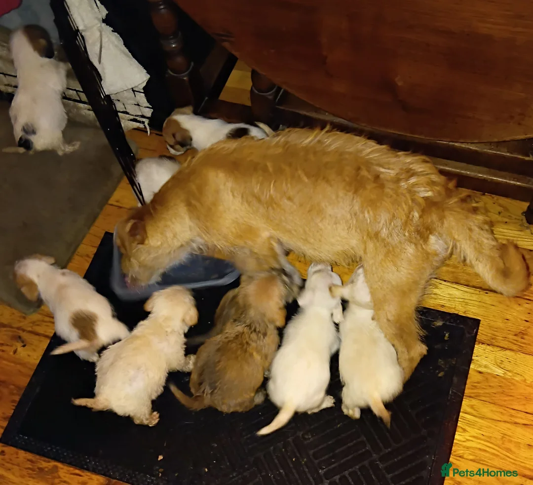 Mixed Breed dogs for sale: Norpats ready for our new homes in Telford - Advert 1