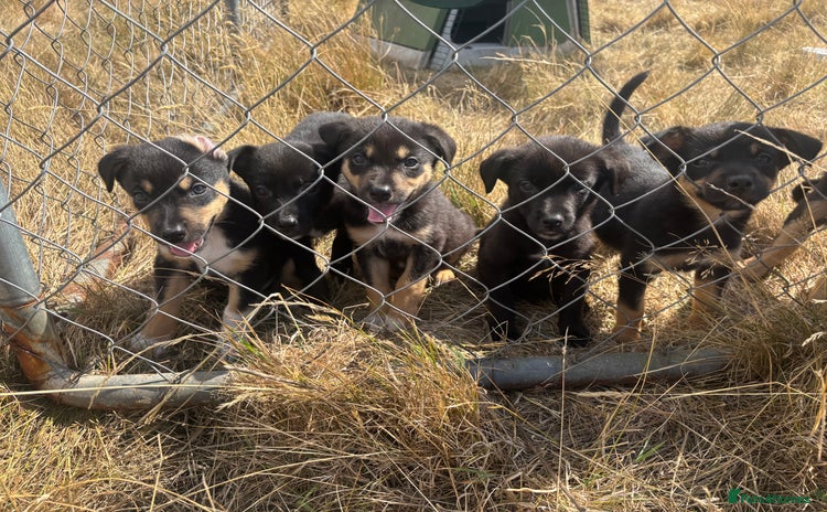 Mixed Breed dogs - Advert 1