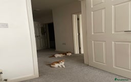 Domestic Shorthair cats for sale: Rare Ginger Female Kitten - Image 4