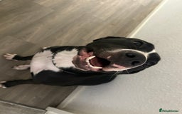 Mixed Breed dogs for sale: Panda 🐼  - Image 2