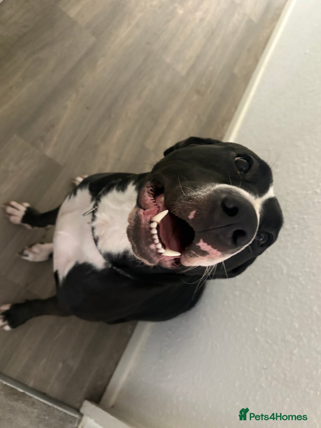 Mixed Breed dogs for sale: Panda 🐼  - Image 2