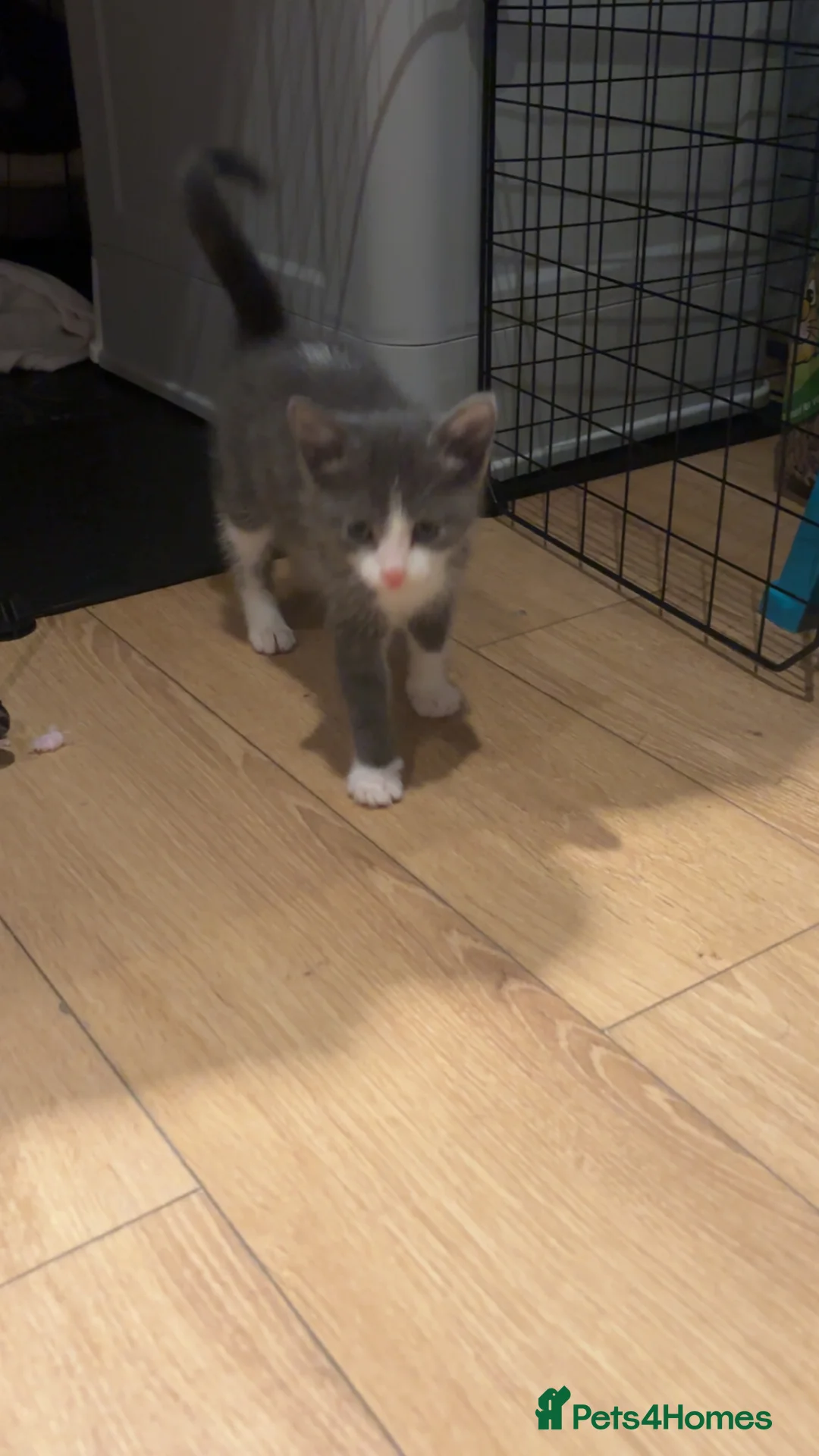 British Shorthair cats for sale: Grey kitten  in Craigavon - Advert 9