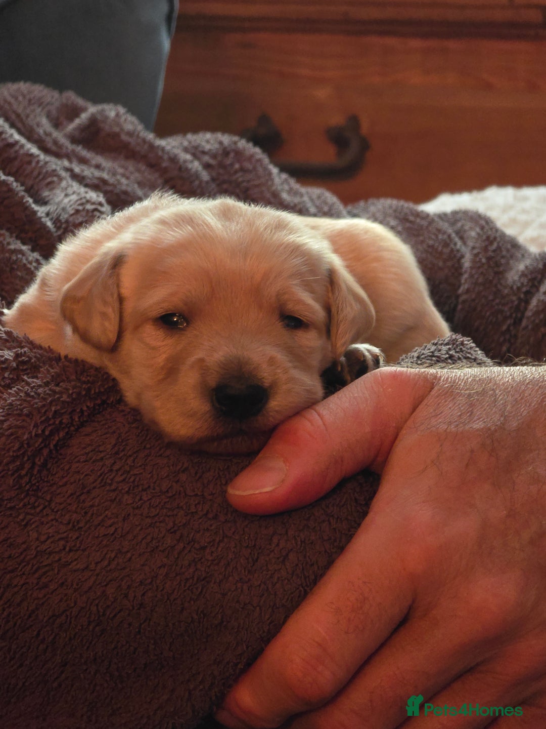 Labradoodle dogs for sale: Gorgeous Labradoodle puppies - Image 4