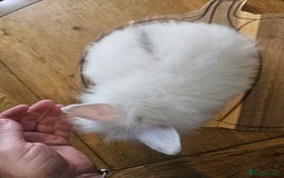 Mini Lion Lop rabbits for sale: Lion lops  - Image 7