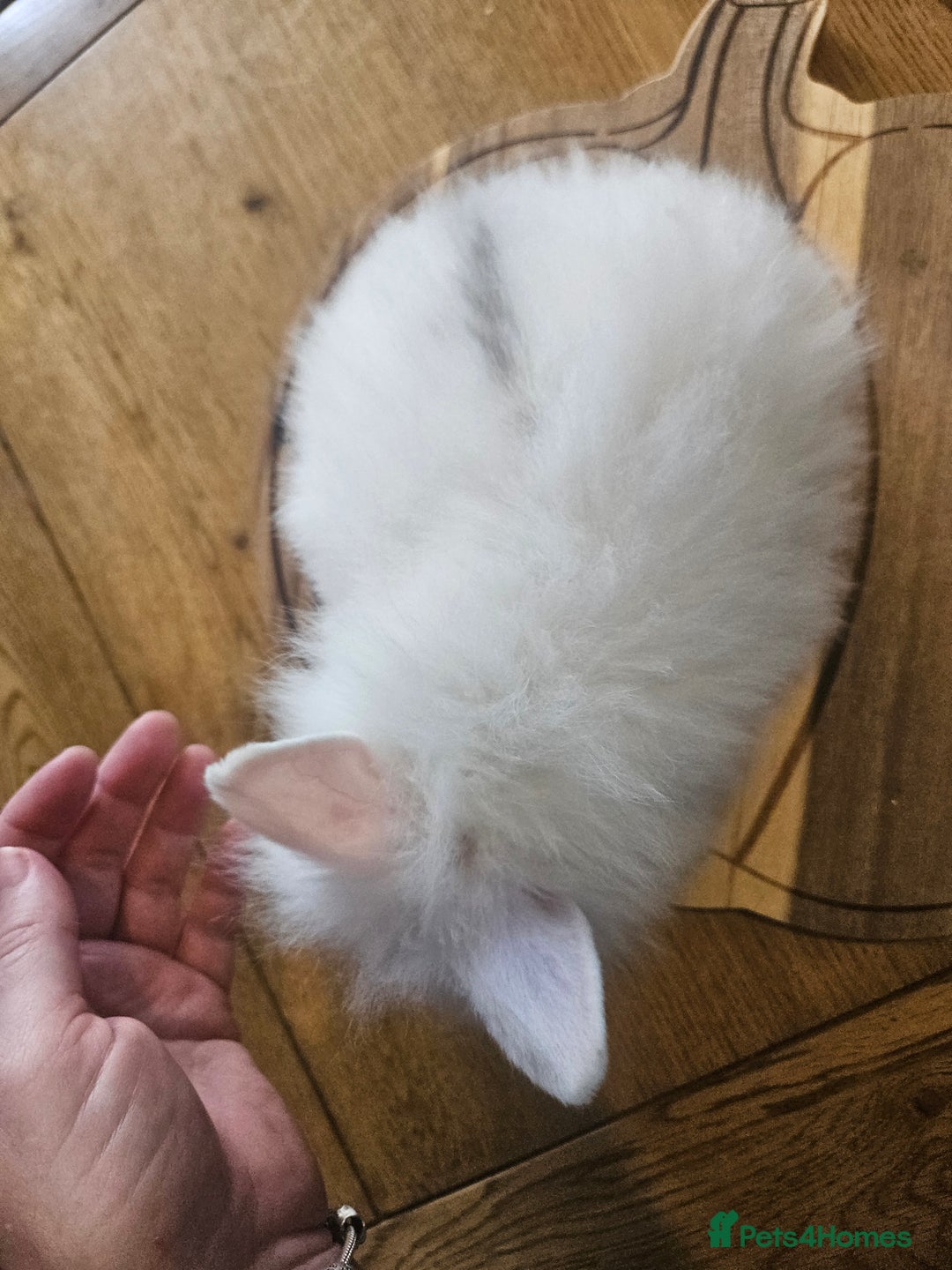 Mini Lion Lop rabbits for sale: Lion lops  - Image 7