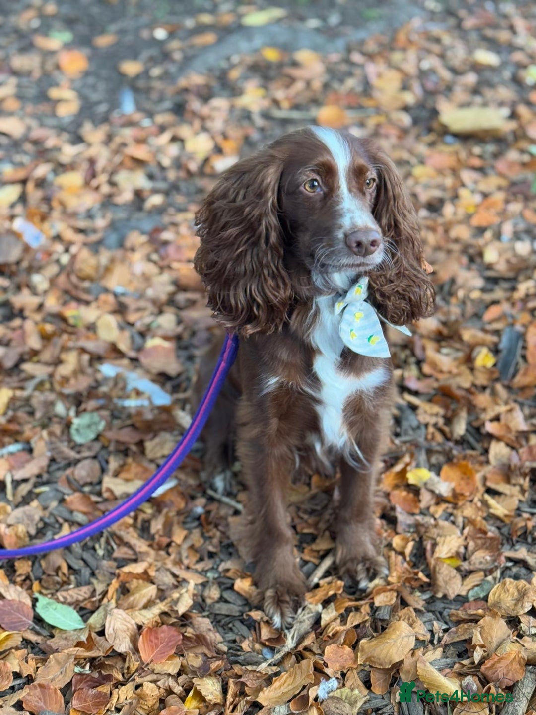 Cockapoo dogs for sale: 🐾 Beautiful Red Cockapoo Puppies 🐾 - Advert 3