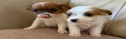 Jack Russell dogs for sale: Miniature Jack Russell’s - Advert 4