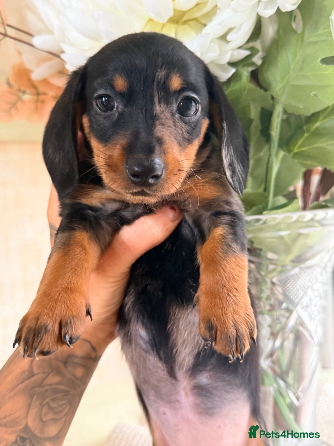 Dachshund dogs for sale: ⭐️LAST BOY AVAILABLE- Mini dachshunds pups⭐️ - Advert 29