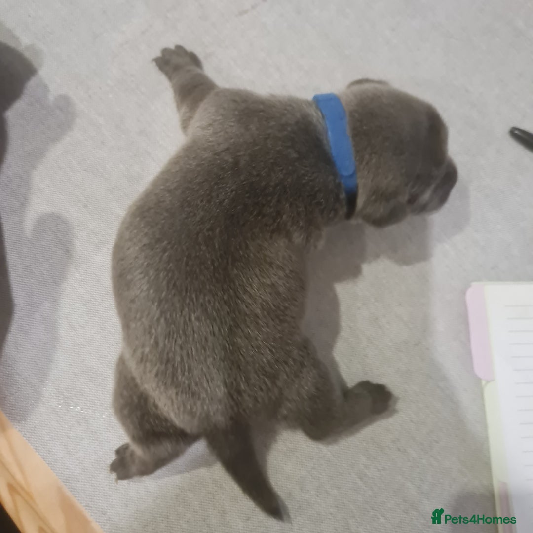 Mixed Breed dogs for sale: French bull weinners  - Image 10