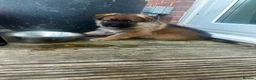 German Shepherd dogs for sale: 2x Female German Shephard puppies - Advert 6