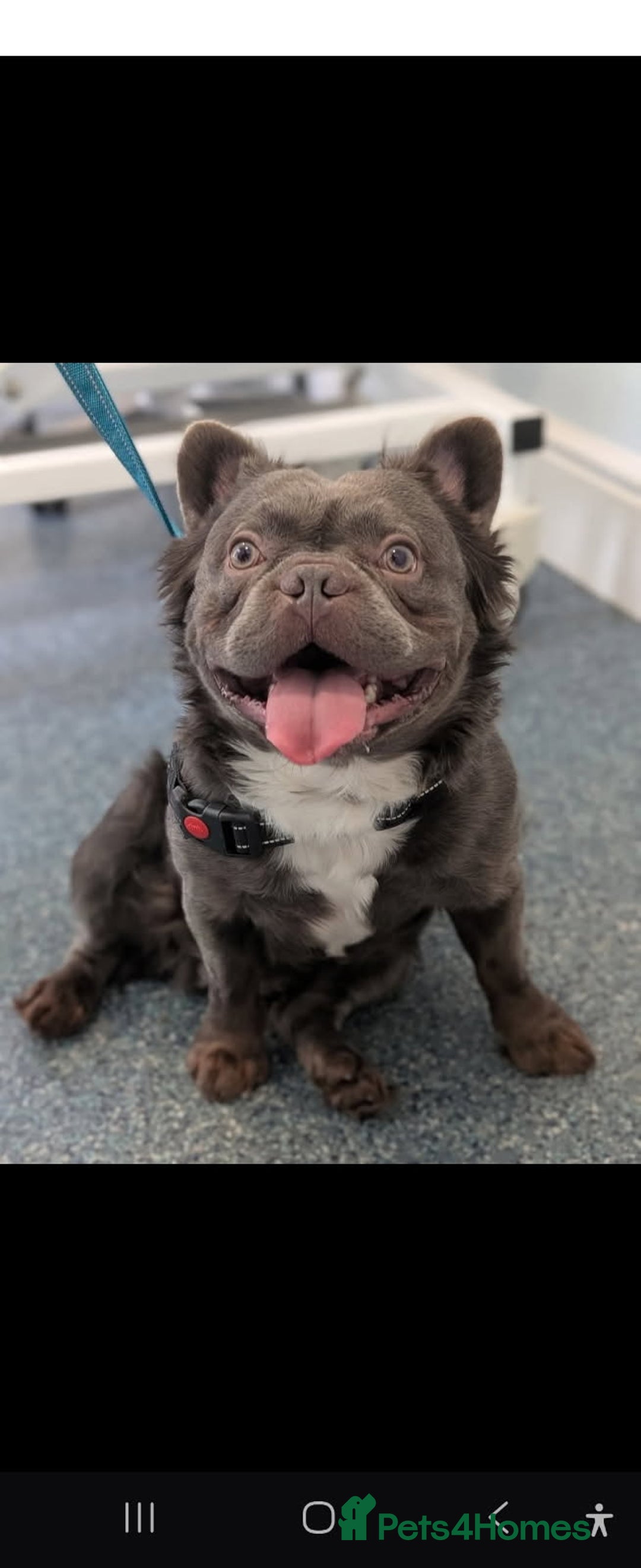 French Bulldog dogs for sale: 6 beautiful litter of French Bulldogs - Advert 8