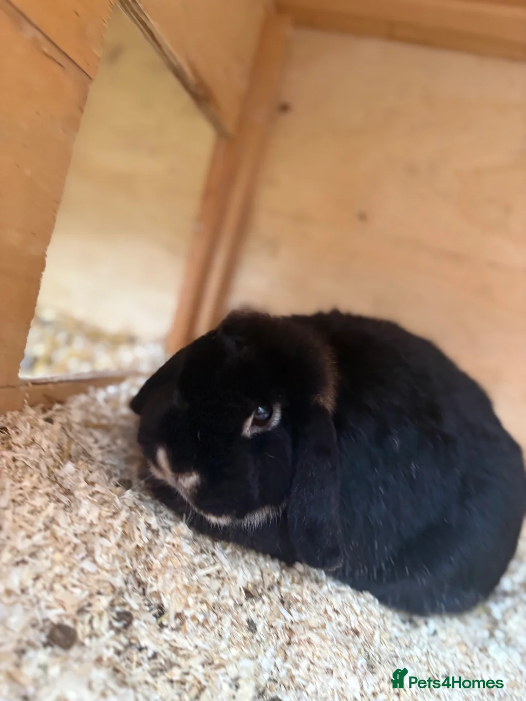 Mini Lop rabbits for sale: Mini lop Does - Advert 1