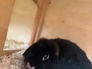 Mini Lop rabbits Mini lop Does - Advert 12