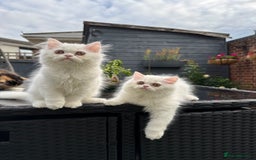 Persian cats for sale: 2 white Gorgeous Persian Boys - Image 36