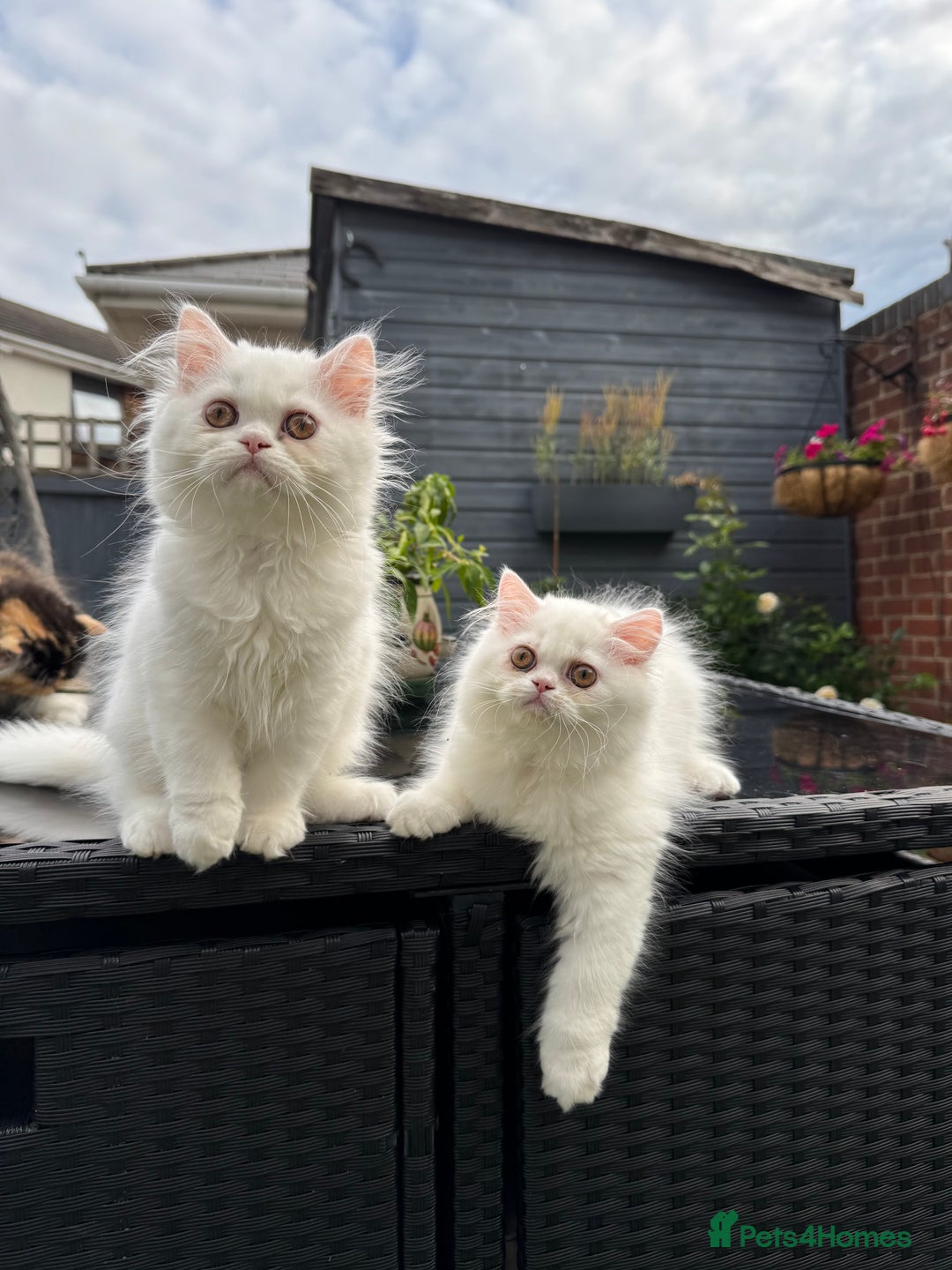 Persian cats for sale: 2 white Gorgeous Persian Boys - Image 36